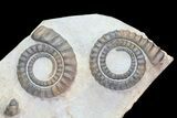 Four Devonian Anetoceras Ammonites - Morocco #68787-2